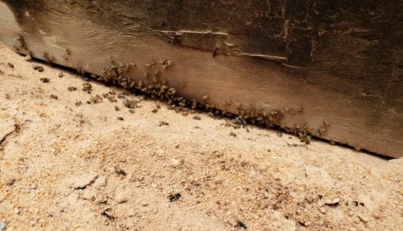 Enxame de abelhas foi encontrado no pátio da escola