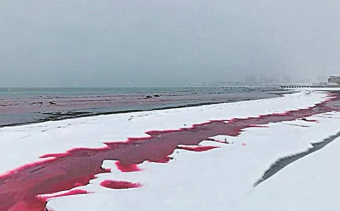 Imagem ilustrativa da imagem Mar se transforma em “sangue” na Ásia