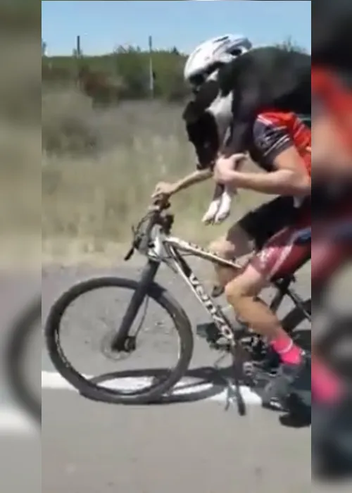 Imagem ilustrativa da imagem VÍDEO | Cão encontrado abandonado e desidratado é carregado nas costas por ciclista
