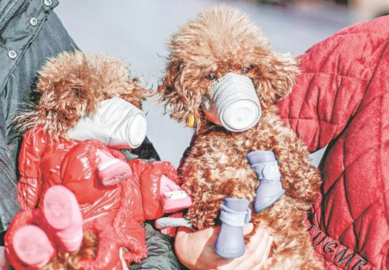 Cachorros chineses  foram flagrados usando máscara e com sapatinhos em área comercial de  Shanghai