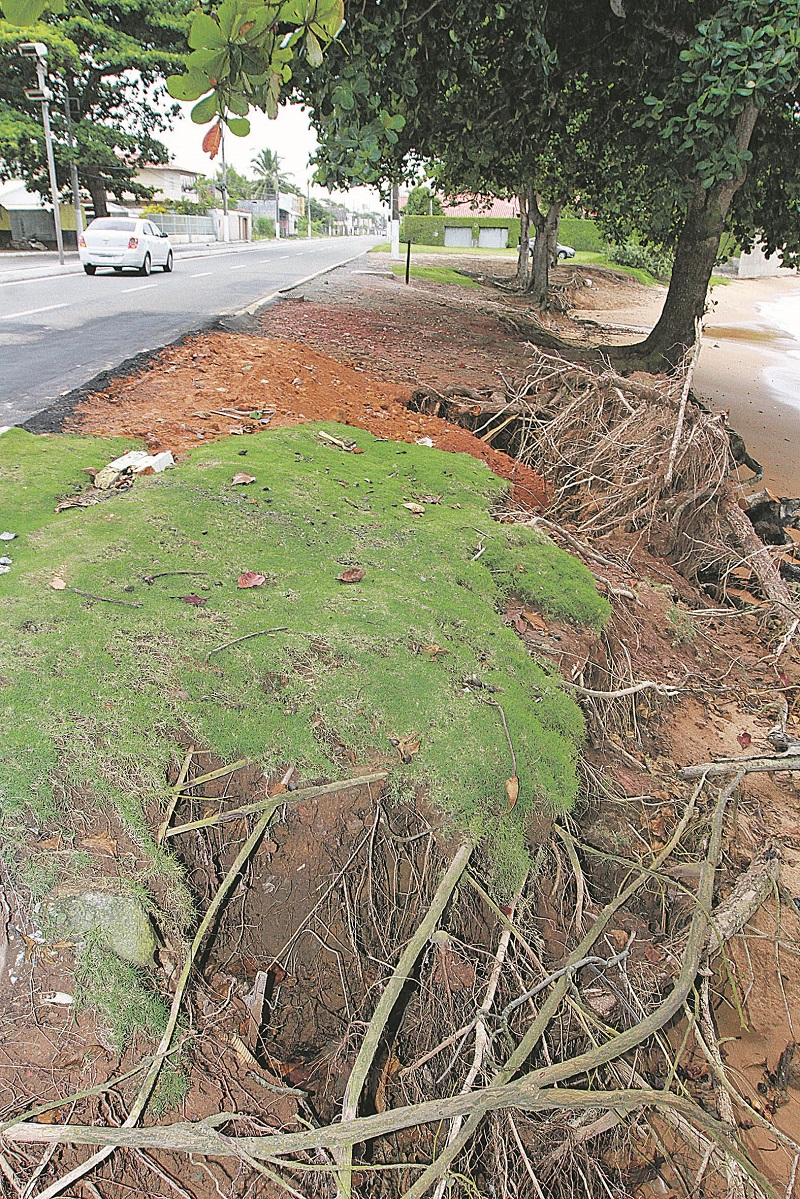 Castanheiras serão retiradas em projeto de recuperação após março. (Foto: Leone Iglesias/AT)