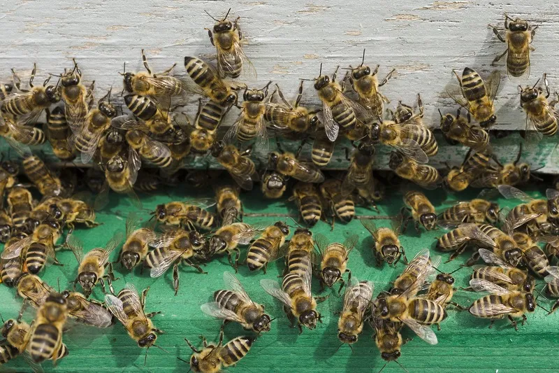 Imagem ilustrativa da imagem Policiais são atacados por abelhas e resgatados de helicóptero