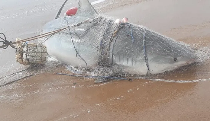 Imagem ilustrativa da imagem Pescadores de Regência capturam tubarão gigante de 540 quilos