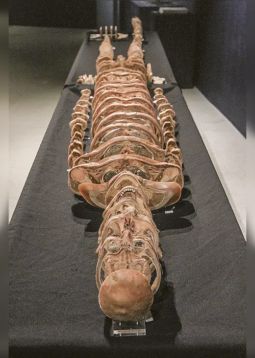 Imagem ilustrativa da imagem Novidades em museu do corpo humano na Ufes