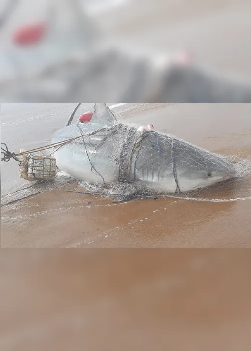 Imagem ilustrativa da imagem Pescadores de Regência capturam tubarão gigante de 540 quilos