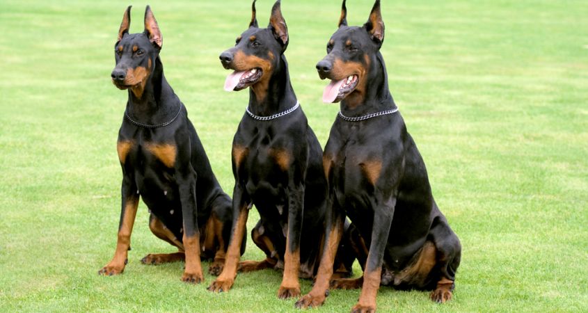 Cães de guarda (Foto: cesarsway.com)