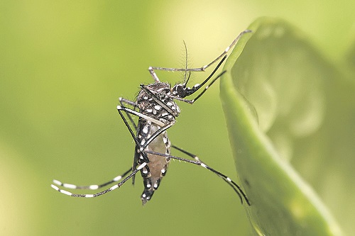 Mosquito que transmite a dengue (Foto: Muhammad-Mahdi-Karim/ Divulgação)