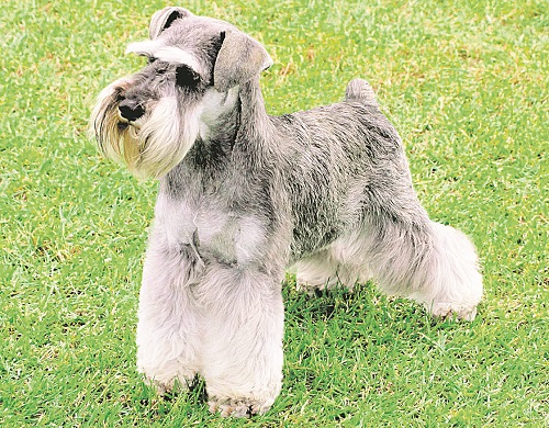 Cães da raça schnauzer miniatura são mais agressivos a estranhos, de acordo com a pesquisa (Foto: divulgação)