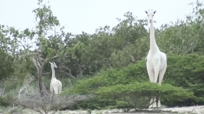(Foto: Ishaqbini Hirola/Divulgação)