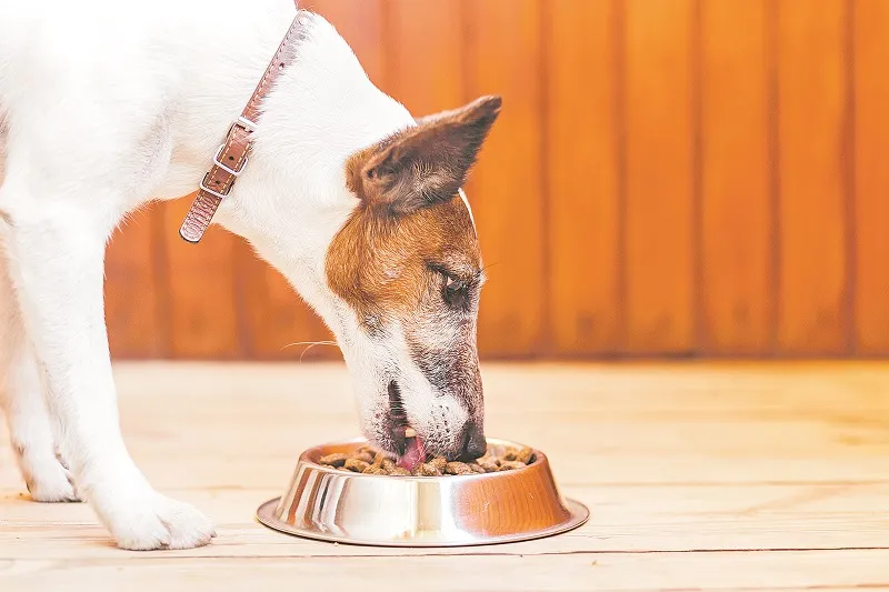 Imagem ilustrativa da imagem É melhor dar comida ou ração para o seu pet?