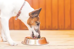 Imagem ilustrativa da imagem Animais de estimação correm risco de obesidade durante isolamento