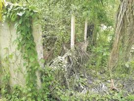 Imagem ilustrativa da imagem Abandono e mato em Vila Velha