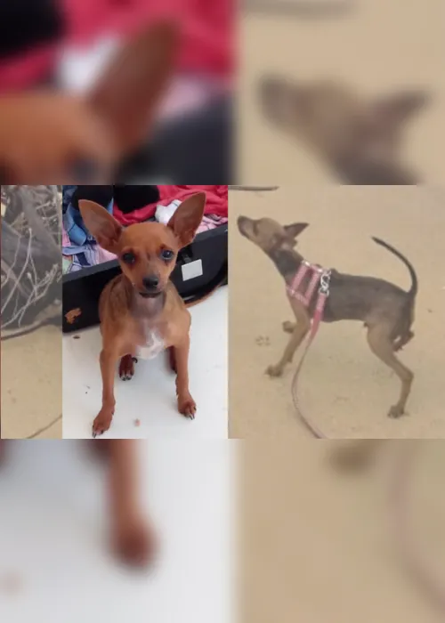 Imagem ilustrativa da imagem Bandido rende aposentada e rouba cachorro na orla de Itaparica