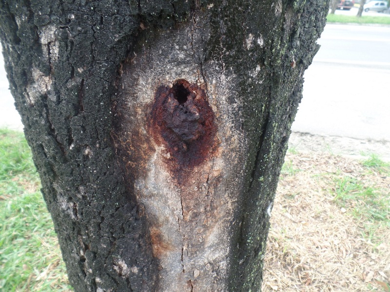 Árvore envenenada em Linhares. (Foto: Divulgação/ Prefeitura de Linhares)