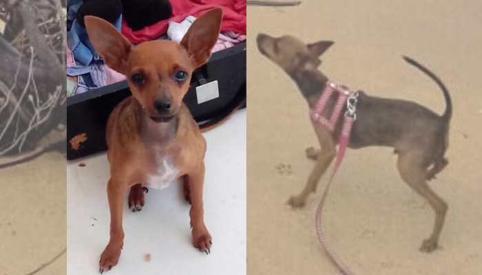 Nico, da raça pinscher, foi levado por um bandido (Foto: Acervo pessoal)