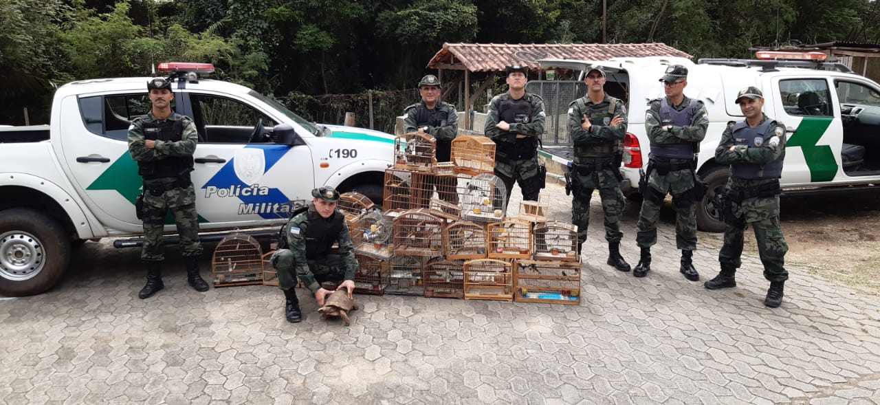As equipes identificaram o endereço e encontraram 43 pássaros da fauna silvestre brasileira (Foto: Divulgação/ Polícia Ambiental)