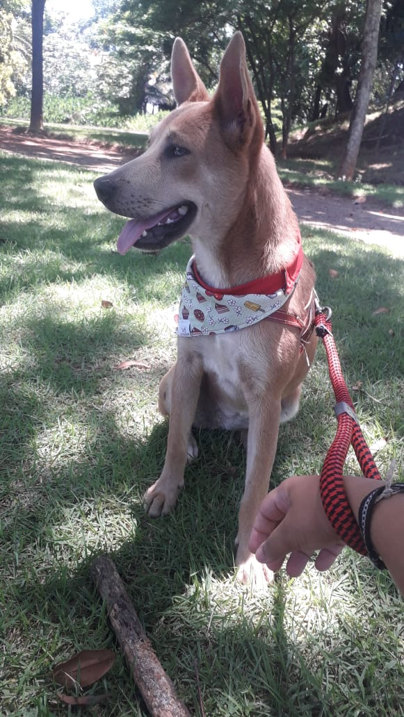 Lilla- Fêmea- Porte médio / grande- Castrada- É muito alegre e adora brincar com água. (Foto: Divulgação/ONG Vira Lata Vira Luxo)