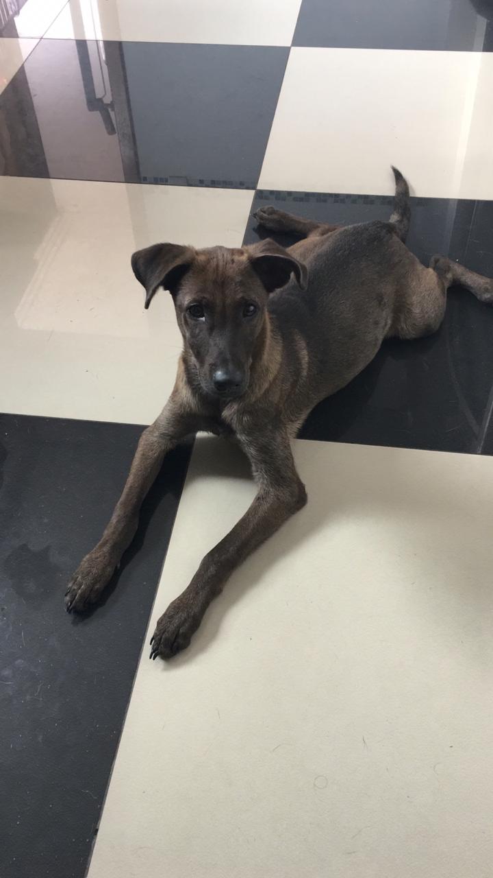 Noel- Macho- Porte médio- 7 meses (Foto: Divulgação/ONG Vira Lata Vira Luxo)