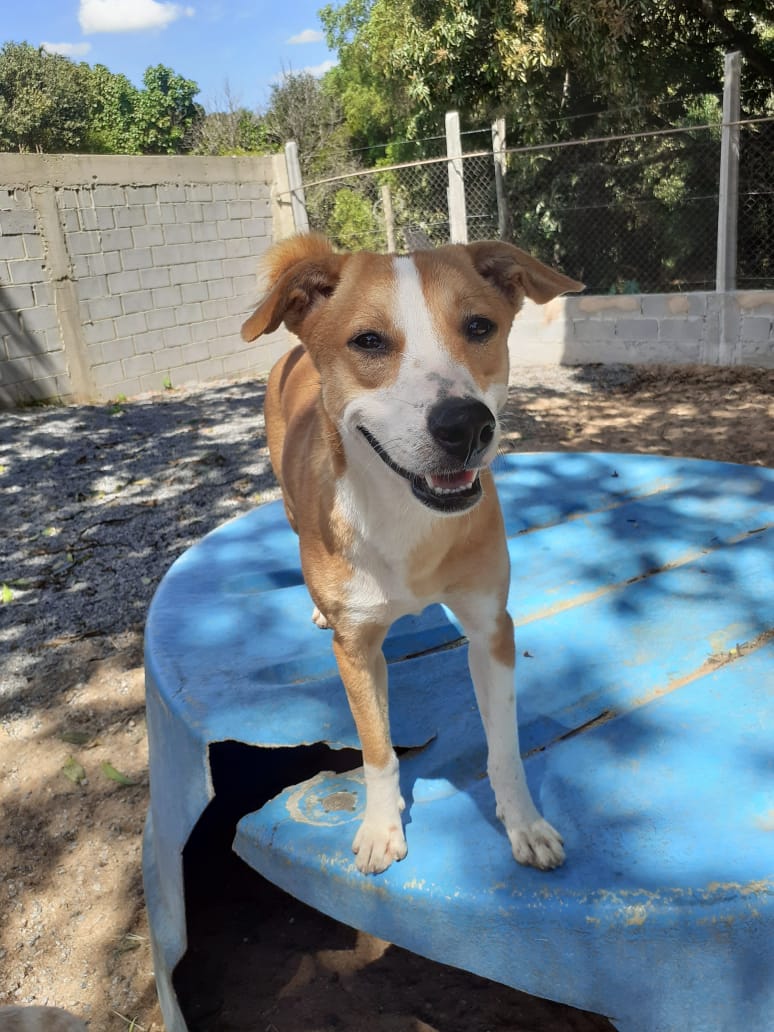 Bailey- Fêmea - Porte média- Castrada- É bem feliz e brincalhona. (Foto: Divulgação/ONG Vira Lata Vira Luxo)