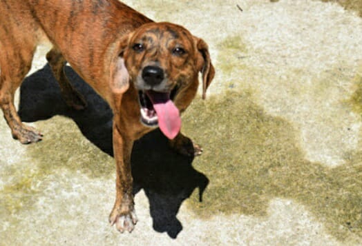 Molly- Fêmea - Porte Médio - Tem quase 1 ano.- Tem muita energia. É brincalhona e carinhosa. (Foto: Divulgação/ONG Vira Lata Vira Luxo)