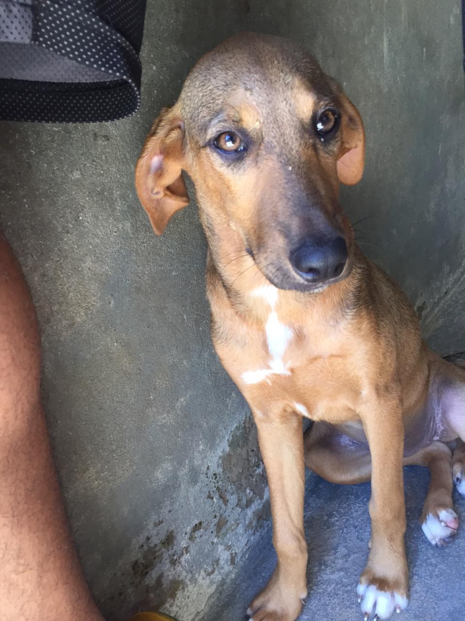 Genebra- Fêmea- Deve ficar porte pequeno / médio.- É carinhosa e brincalhona. (Foto: Divulgação/ONG Vira Lata Vira Luxo)