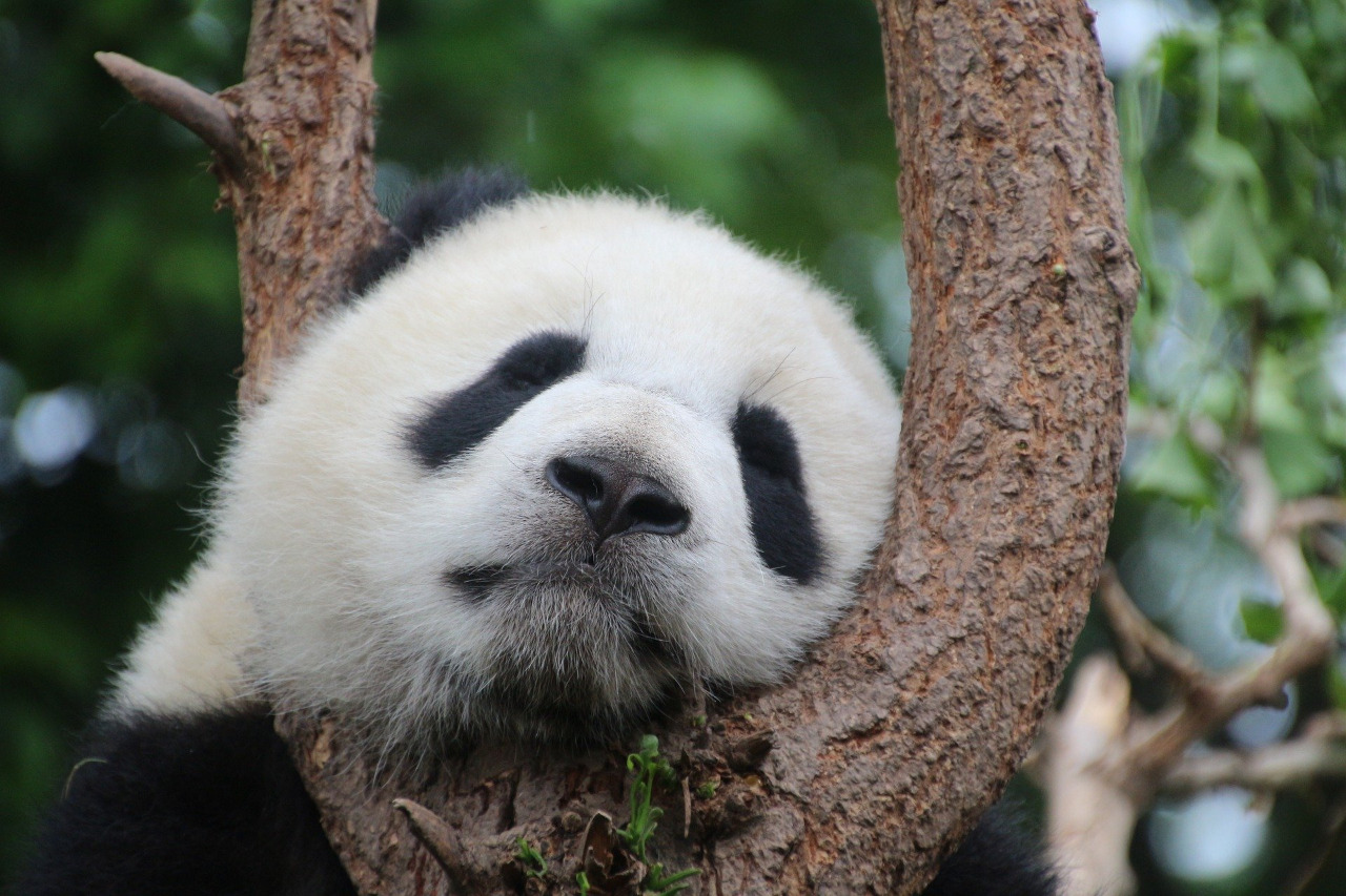 O período de gestação para os pandas gigantes varia de 72 a 324 dias (Foto: Cimberley por Pixabay)