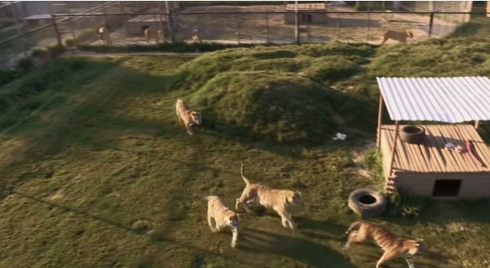 Série "A Máfia dos Tigres", da Netflix (Foto: Reprodução/ YouTube Netflix Brasil)