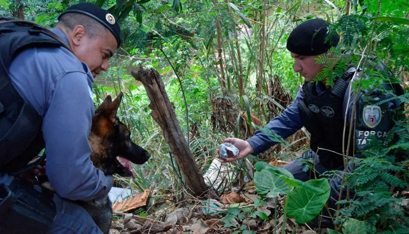 Imagem ilustrativa da imagem Conheça Messi, o cão farejador que combate o crime em Cachoeiro de Itapemirim