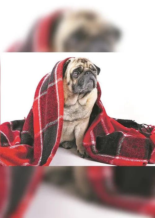 Imagem ilustrativa da imagem Cuidados especiais com cães no inverno