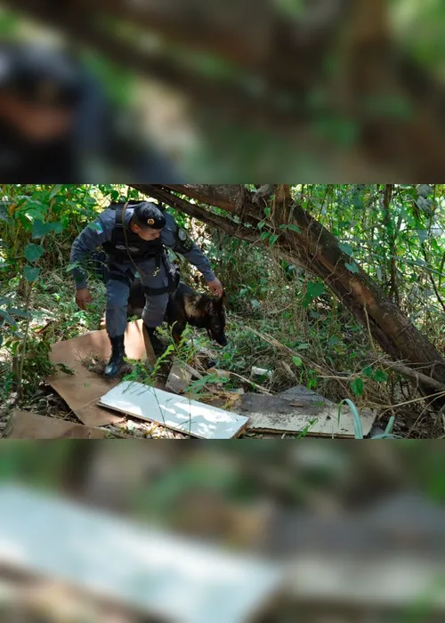 Imagem ilustrativa da imagem Conheça Messi, o cão farejador que combate o crime em Cachoeiro de Itapemirim