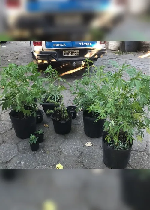 Imagem ilustrativa da imagem Polícia apreende 17 pés de maconha dentro de estufa em Viana