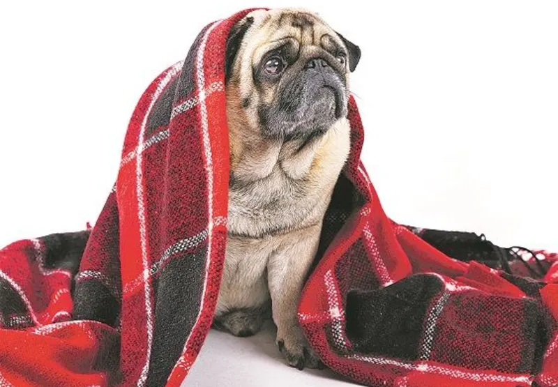 Veterinários indicam aquecer os cães nos dias mais frios para prevenir resfriados e doenças respiratórias