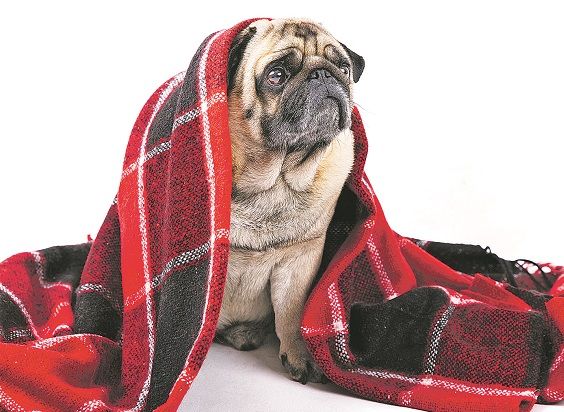 Veterinários indicam aquecer os cães nos dias mais frios para prevenir resfriados e doenças respiratórias (Foto: Freepik)