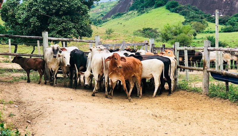 Animais foram recuperados no interior de Minas Gerais (Foto: Divulgação / PCES)