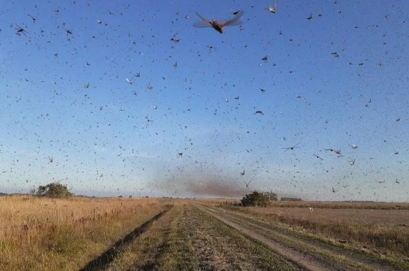 Imagem ilustrativa da imagem Argentina aplica veneno contra gafanhotos; Rio Grande do Sul mantém alerta
