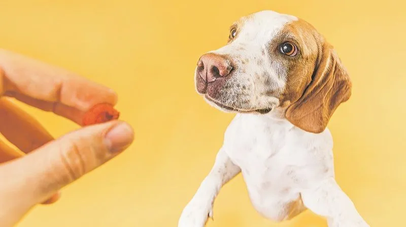 Imagem ilustrativa da imagem Alimentos prejudiciais para a saúde dos pets