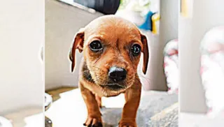 Imagem ilustrativa da imagem Santa Maria de Jetibá oferece adoção de 60 animais pela internet