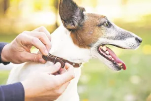Imagem ilustrativa da imagem Uso do enforcador traz riscos para cães