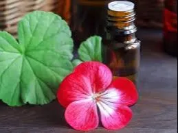Imagem ilustrativa da imagem Óleo essencial de Gerânio