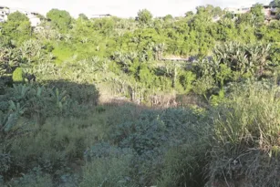 Imagem ilustrativa da imagem Lagoa de dejetos em área de mata