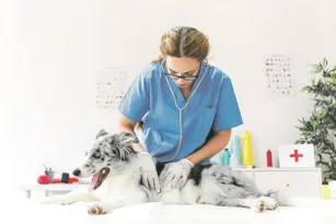 Imagem ilustrativa da imagem Perigos para pets com automedicação