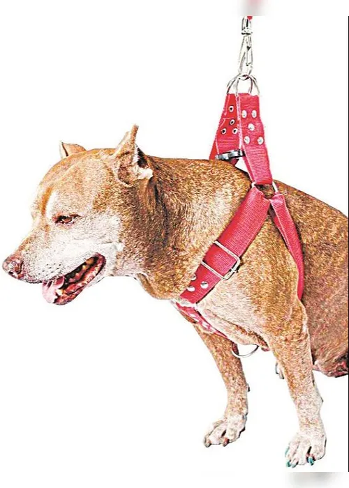 Imagem ilustrativa da imagem Uso do enforcador traz riscos para cães