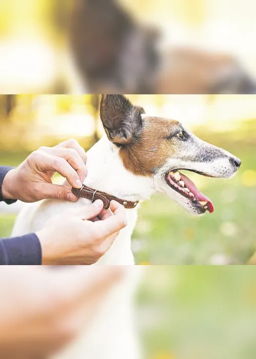 Imagem ilustrativa da imagem Uso do enforcador traz riscos para cães