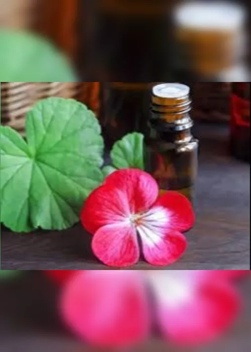 Imagem ilustrativa da imagem Óleo essencial de Gerânio