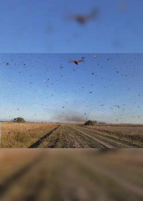 Imagem ilustrativa da imagem Argentina aplica veneno contra gafanhotos; Rio Grande do Sul mantém alerta
