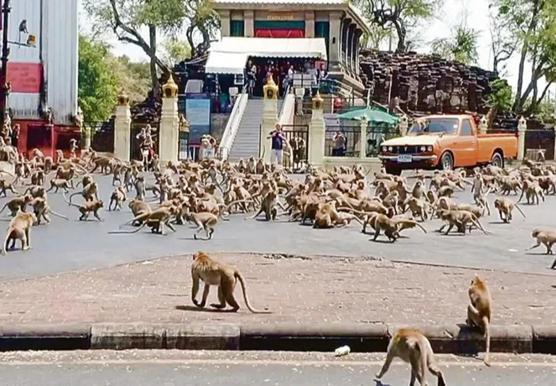 Macacos promovem correria no centro da cidade