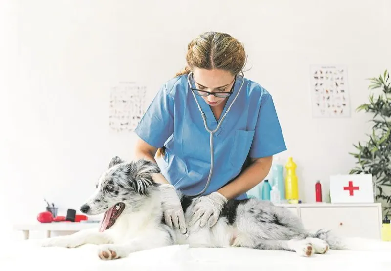 Somente o veterinário deve examinar e prescrever medicamentos para os pets: automedicação pode matar.