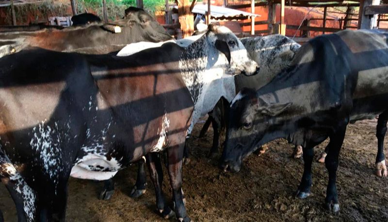 Vacas leiteiras foram roubadas pela dupla (Foto: Divulgação / PCES)