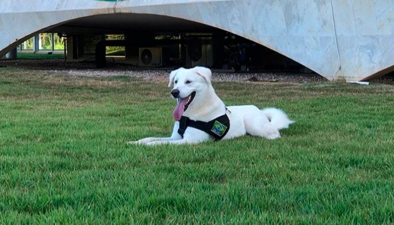Cachorro Augusto Bolsonaro, agora volta a se chamar Zeus. (Foto: Reprodução / Instagram)