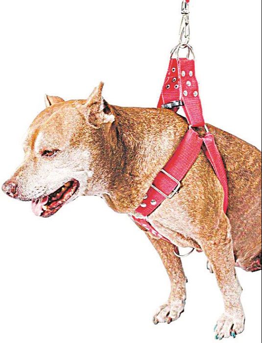A coleira peitoral dá mais liberdade ao cão (Foto: Divulgação)